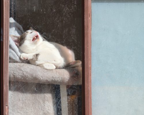 Chat-au-soleil